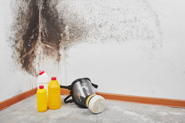 Best Mold Testing and Inspection Services in North Randall, OH